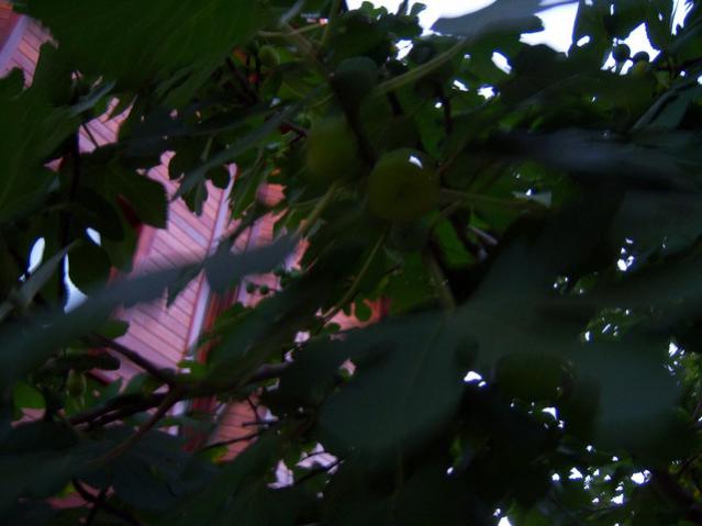 Name:  100_2976.jpg
Views: 361
Size:  32.7 KB