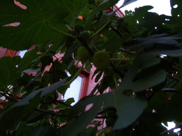 Name:  100_2977.jpg
Views: 375
Size:  33.1 KB