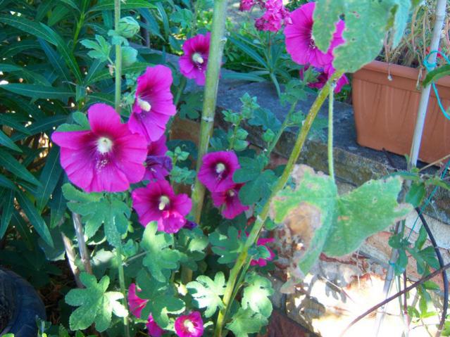 Name:  100_3010.jpg
Views: 360
Size:  63.2 KB