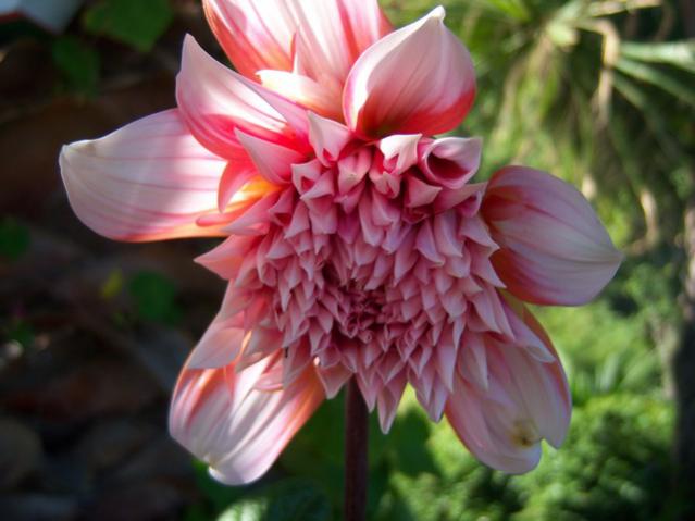 Name:  100_3013.jpg
Views: 367
Size:  37.8 KB