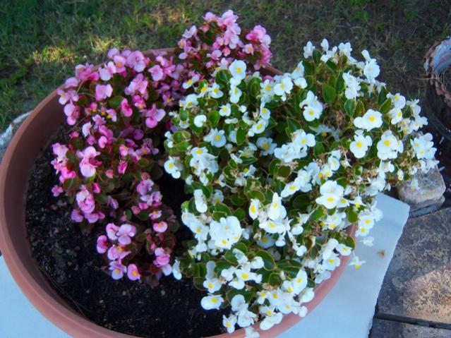 Name:  100_3019.jpg
Views: 372
Size:  68.8 KB