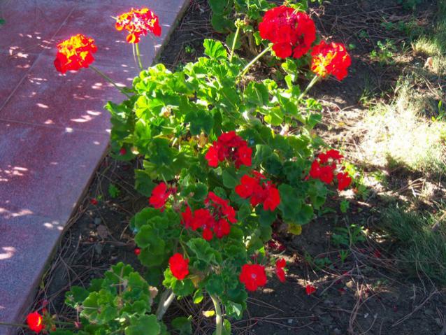 Name:  100_3022.jpg
Views: 376
Size:  70.3 KB