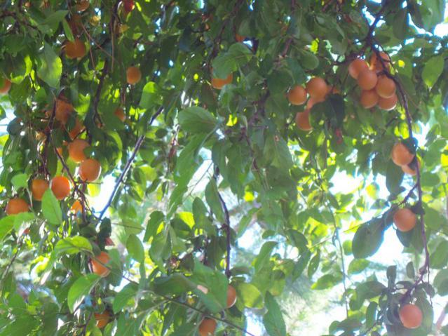 Name:  100_3025.jpg
Views: 354
Size:  63.7 KB