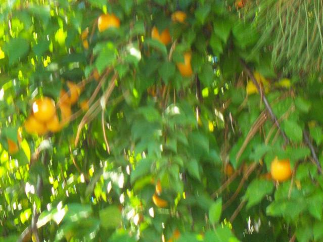 Name:  100_3026.jpg
Views: 362
Size:  48.6 KB