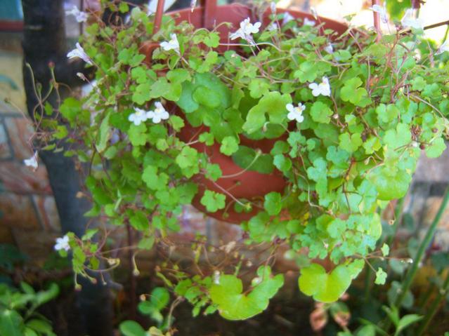 Name:  100_3027.jpg
Views: 366
Size:  55.1 KB