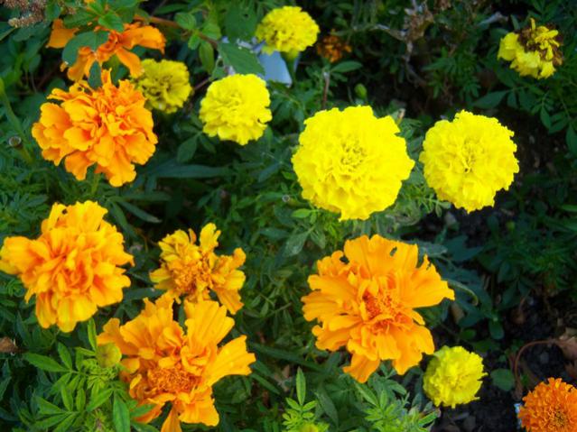 Name:  100_3050.jpg
Views: 337
Size:  60.3 KB