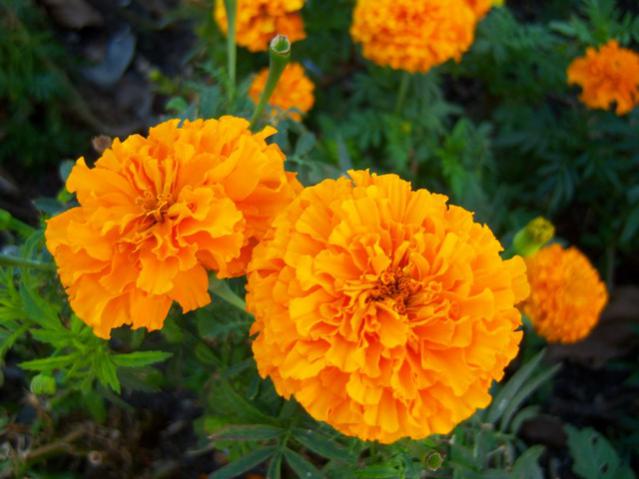 Name:  100_3051.jpg
Views: 388
Size:  41.8 KB