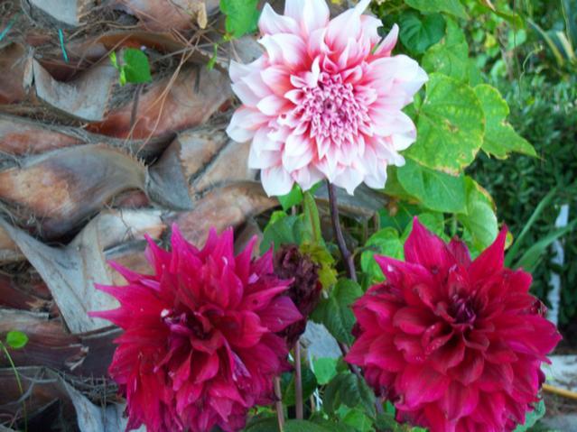 Name:  100_3062.jpg
Views: 354
Size:  54.5 KB