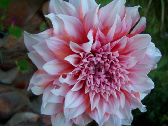 Name:  100_3063.jpg
Views: 377
Size:  39.5 KB