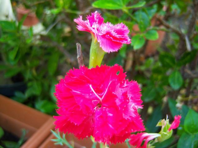 Name:  100_3087.jpg
Views: 377
Size:  39.8 KB