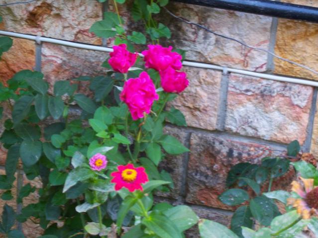 Name:  100_3091.jpg
Views: 582
Size:  54.5 KB
