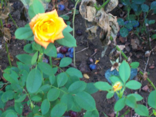 Name:  100_3092.jpg
Views: 609
Size:  42.4 KB