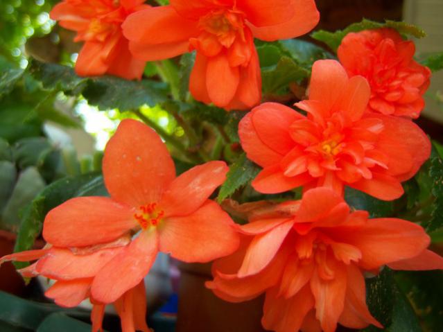 Name:  100_3097.jpg
Views: 609
Size:  38.1 KB