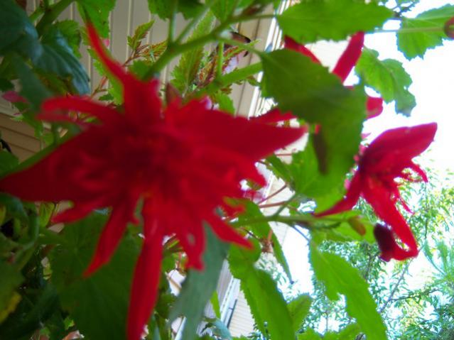 Name:  100_3098.jpg
Views: 627
Size:  45.1 KB