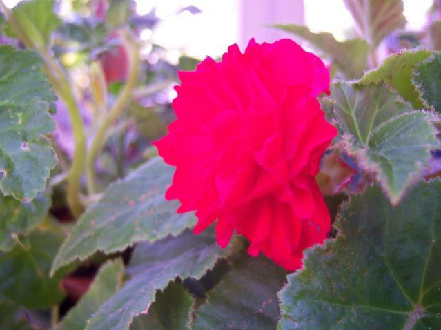 Name:  100_3100.jpg
Views: 356
Size:  34.4 KB