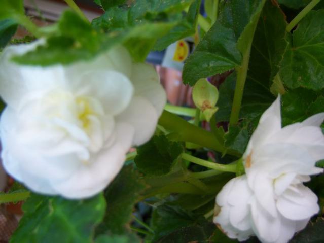 Name:  100_3101.jpg
Views: 370
Size:  29.4 KB