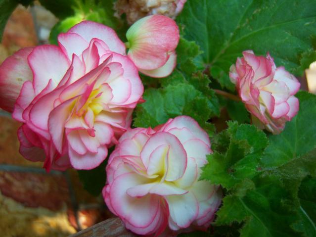 Name:  100_3103.jpg
Views: 348
Size:  40.2 KB