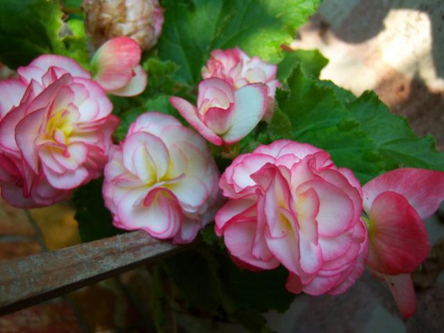 Name:  100_3104.jpg
Views: 603
Size:  37.7 KB