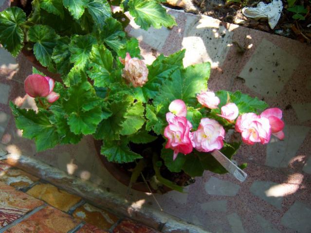 Name:  100_3105.jpg
Views: 559
Size:  54.3 KB