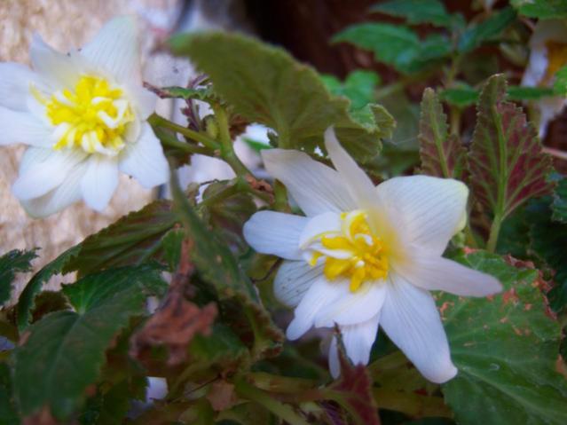 Name:  100_3114.jpg
Views: 345
Size:  36.6 KB