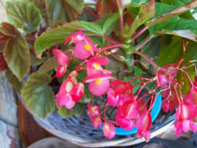 Name:  100_3115.jpg
Views: 341
Size:  47.2 KB