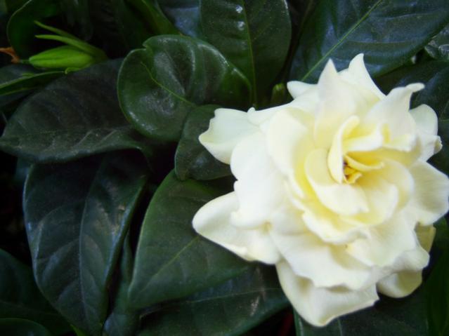 Name:  100_3118.jpg
Views: 280
Size:  30.4 KB