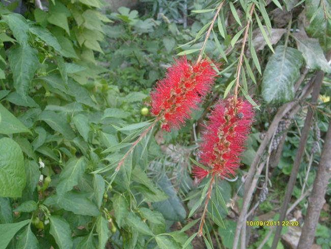 Name:  S6300079.jpg
Views: 563
Size:  59.8 KB