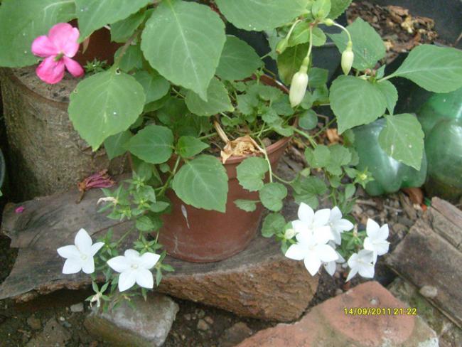 Name:  S6300143.jpg
Views: 550
Size:  53.9 KB