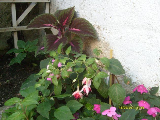 Name:  S6300204.jpg
Views: 765
Size:  53.6 KB