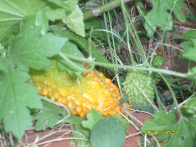 Name:  S6300212.jpg
Views: 586
Size:  43.5 KB