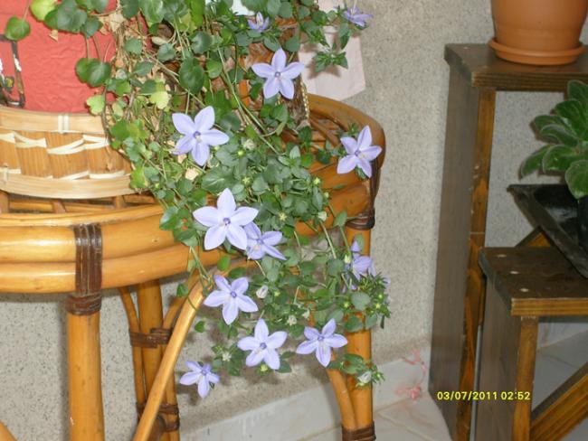 Name:  S6309154.jpg
Views: 564
Size:  56.0 KB