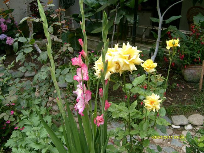 Name:  S6309159.jpg
Views: 532
Size:  68.5 KB