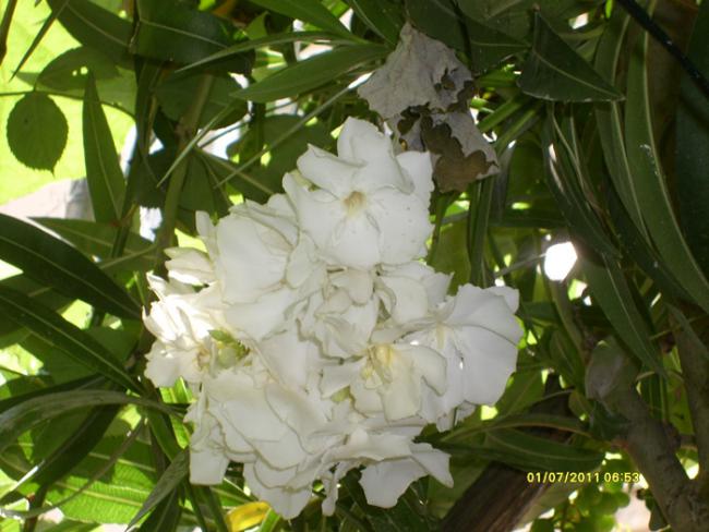 Name:  S6309107.jpg
Views: 532
Size:  47.8 KB