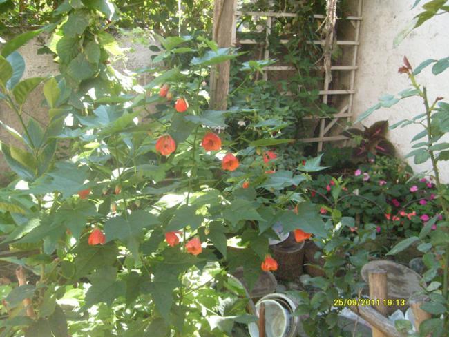 Name:  S6300334.jpg
Views: 559
Size:  65.3 KB