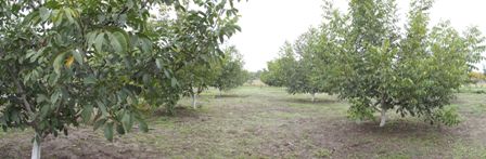 Name:  DSCF1250.jpg
Views: 1285
Size:  46.9 KB