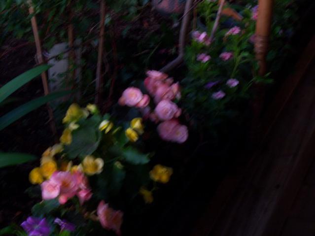 Name:  100_3229.jpg
Views: 324
Size:  27.3 KB