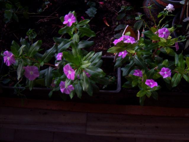 Name:  100_3236.jpg
Views: 416
Size:  37.1 KB
