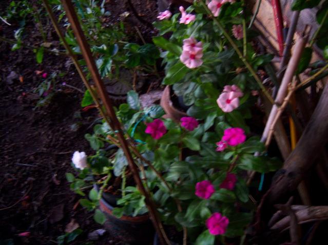 Name:  100_3237.jpg
Views: 341
Size:  48.6 KB