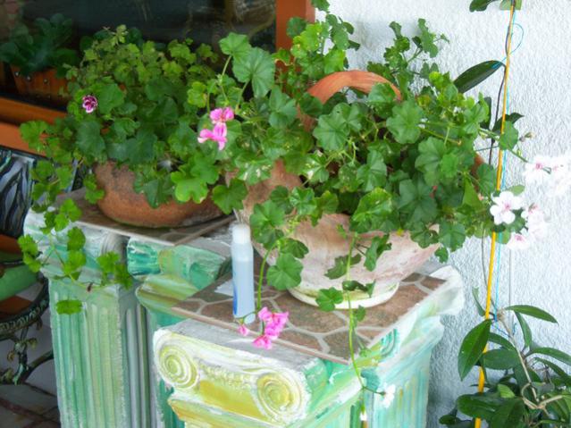 Name:  100_3271.jpg
Views: 422
Size:  59.7 KB