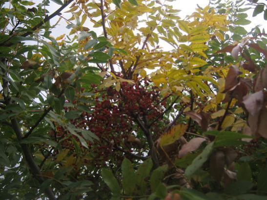 Name:  sonbahar2.jpg
Views: 2043
Size:  52.9 KB