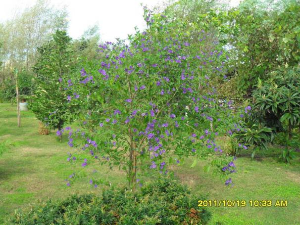 Name:  028.jpg
Views: 725
Size:  71.0 KB