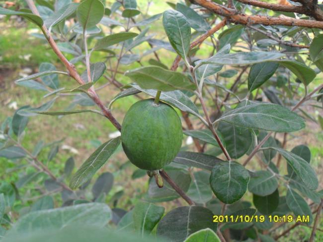 Name:  017.jpg
Views: 707
Size:  52.7 KB