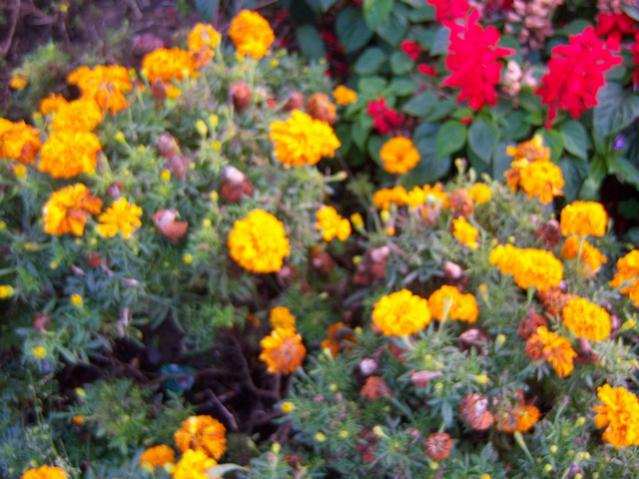 Name:  100_3308.jpg
Views: 325
Size:  56.3 KB