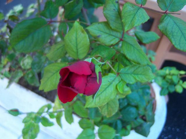 Name:  100_3309.jpg
Views: 317
Size:  37.5 KB