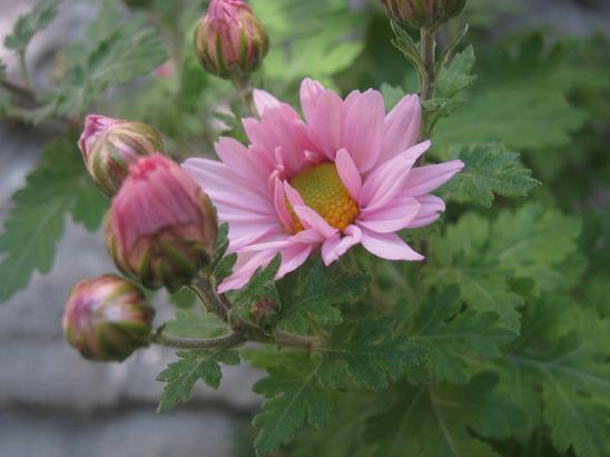 Name:  pembe kasmpat.JPG
Views: 1821
Size:  40.9 KB