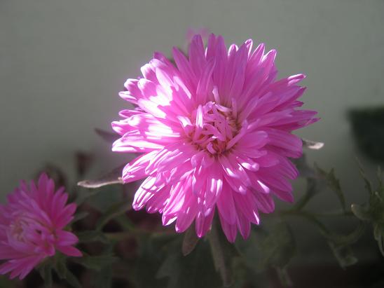 Name:  aster.JPG
Views: 1779
Size:  36.8 KB
