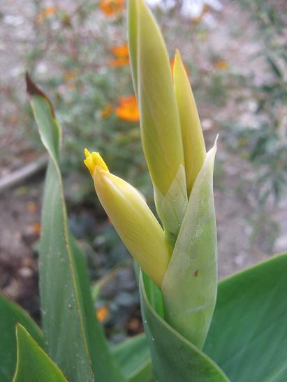 Name:  canna.JPG
Views: 1982
Size:  33.6 KB