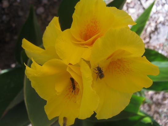Name:  canna2.JPG
Views: 1958
Size:  36.5 KB