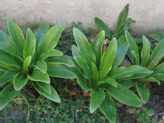 Name:  lilium.JPG
Views: 2103
Size:  63.4 KB