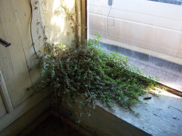 Name:  100_3329.jpg
Views: 279
Size:  46.1 KB
